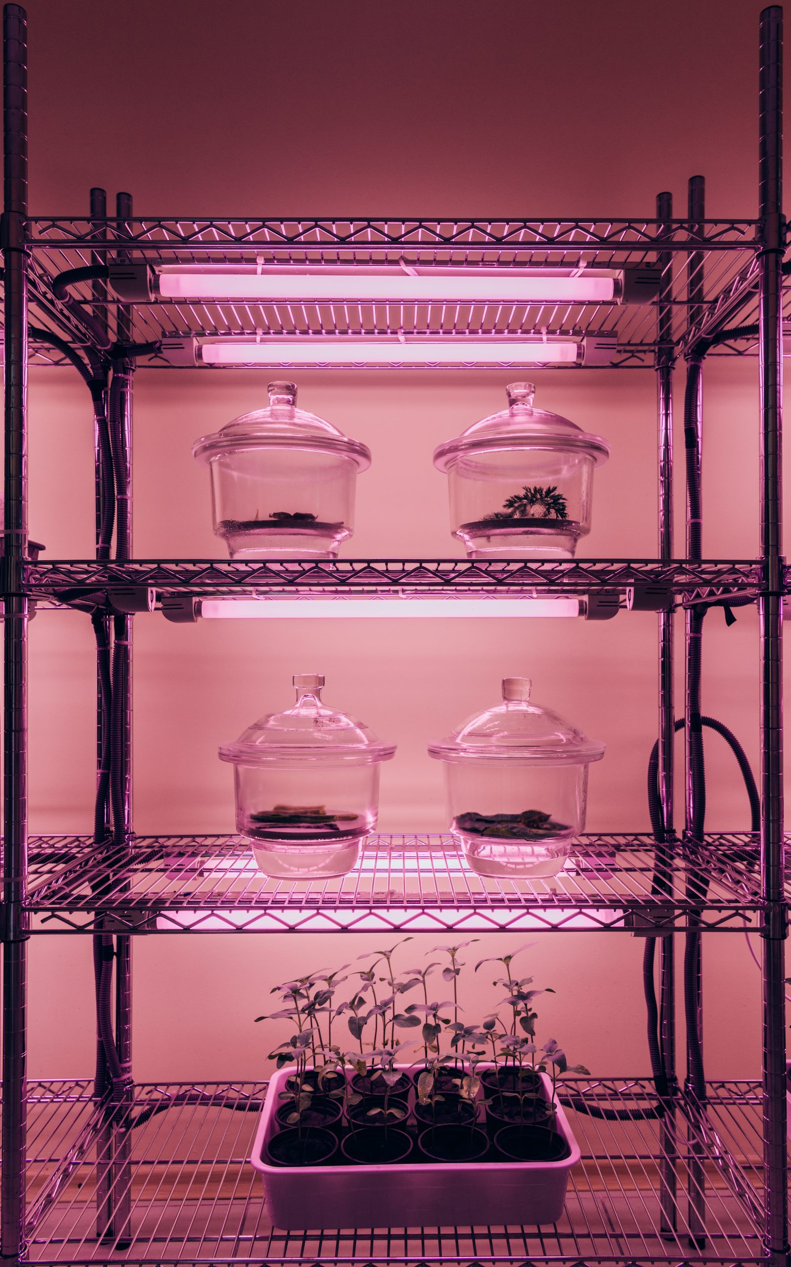 Camera di crescita per micropropagazione