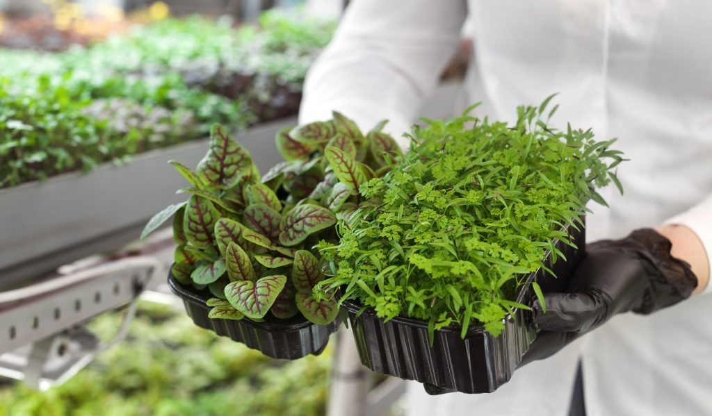 Microgreens