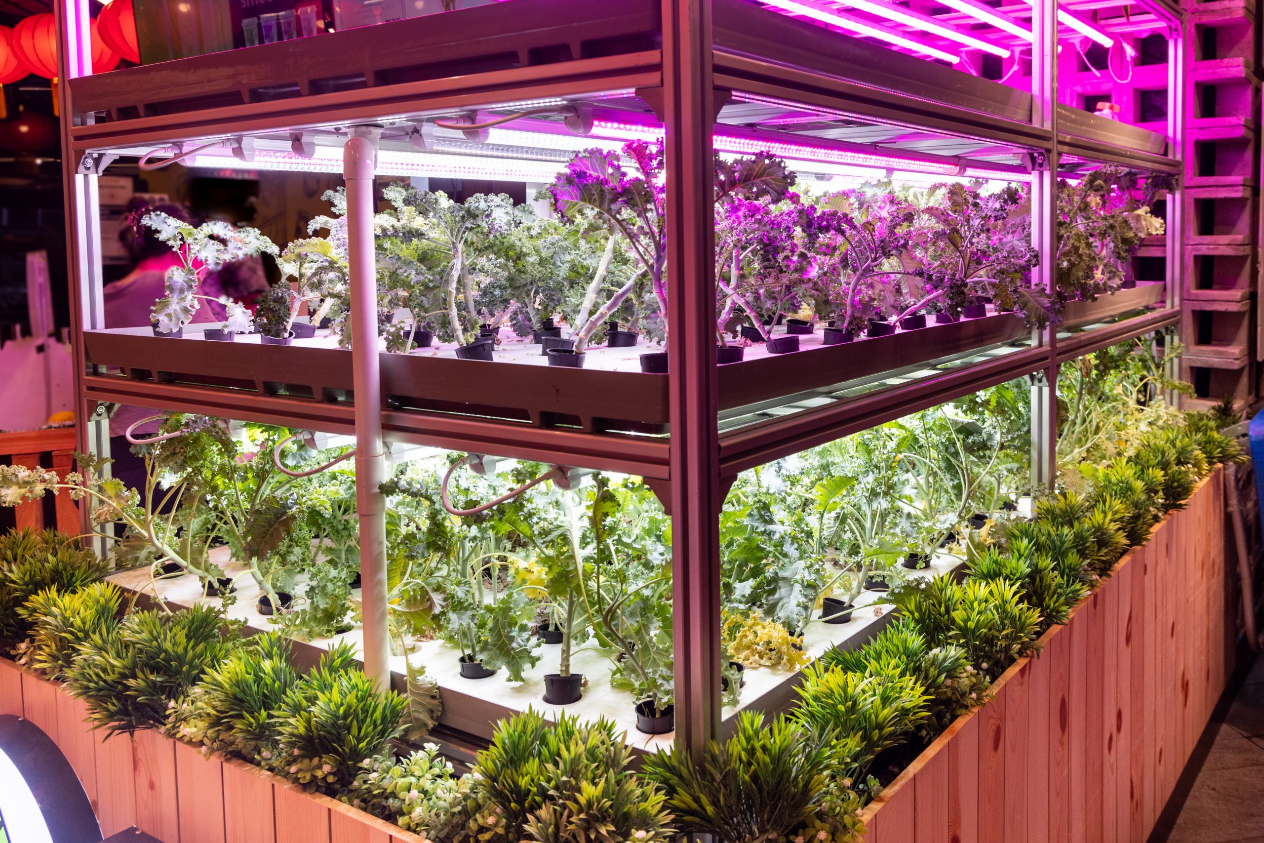 Vertical farming in un ristorante