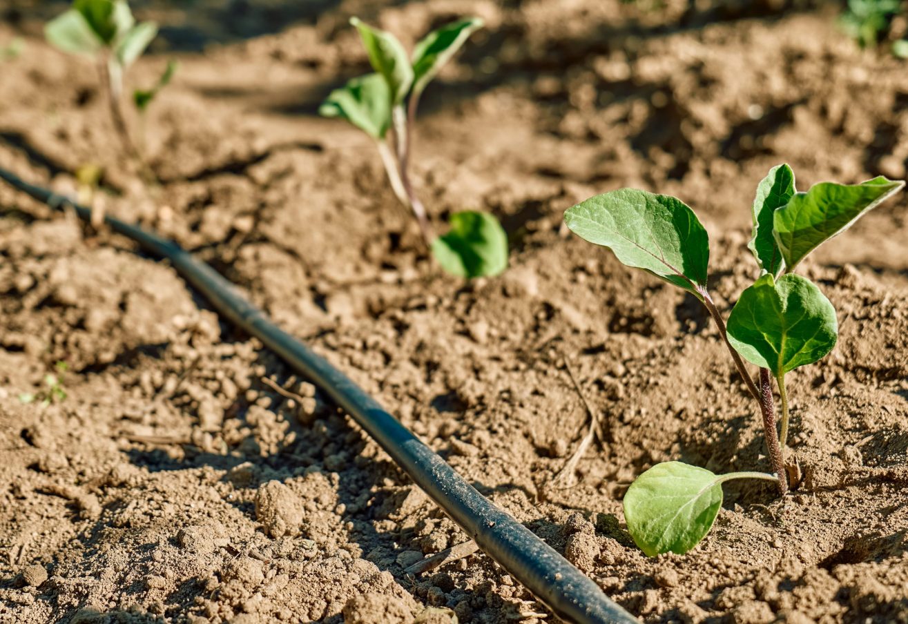 Microirrigazione a goccia