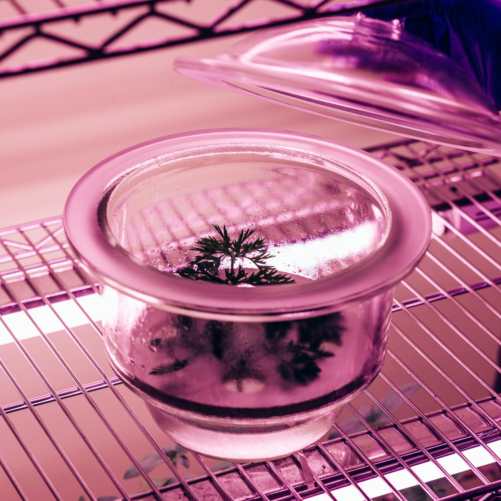 Micropropagazione in sottovuoto