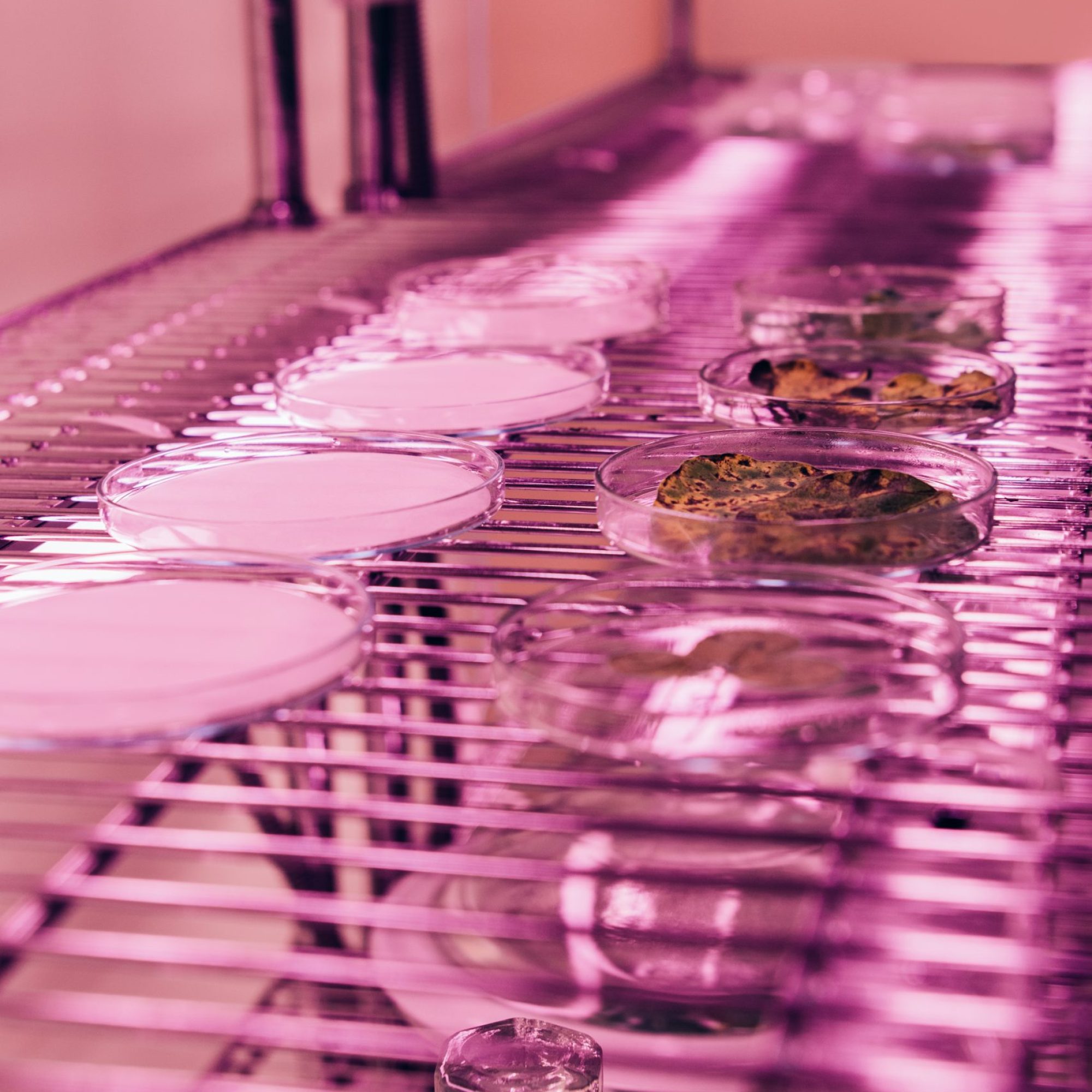 Micropropagazione in sottovuoto